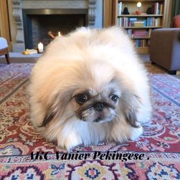 AKC Vanier's Carmel Swirl - White male Pekingese puppy in Texas from Vanier Pekingese