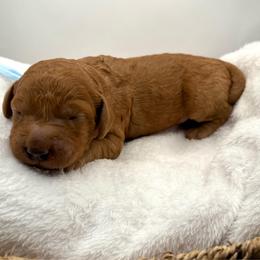 Light blue boy - Red  male Goldendoodle puppy in Lewisville, Texas from Zink Doodles