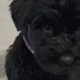 Giant Schnauzers and Scottish Terriers from CVS Giant Schnauzers