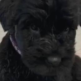Giant Schnauzers and Scottish Terriers from CVS Giant Schnauzers
