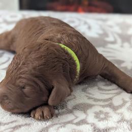 Lime Green - Red  male Goldendoodle puppy in Connecticut from Valley View Doodles