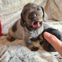 Bluebelle - Piebald female Dachshund puppy in Herald, California from Bluegum Dachshunds