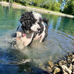 Archie - Portuguese Water Dog