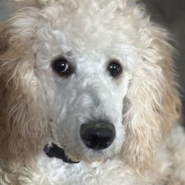 Stevie - Cream Poodle puppy in Lebanon, Ohio from Lucky's Legacy