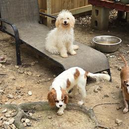 Cavapoos and Dachshunds from Rosies Doxies and Poodles CKC