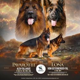German Shepherd puppies from Vom Schön Traumhund