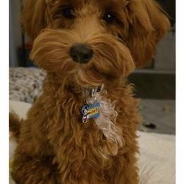 Ernie - Goldendoodle