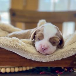 Cooper - Blenheim male Cavalier King Charles Spaniel puppy in El Dorado Springs, Missouri from Cavish's Missouri Cavaliers, Cavapoos, and Miniature Poodles