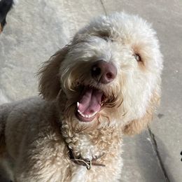 Goldendoodles from Rockin Bone Doodles