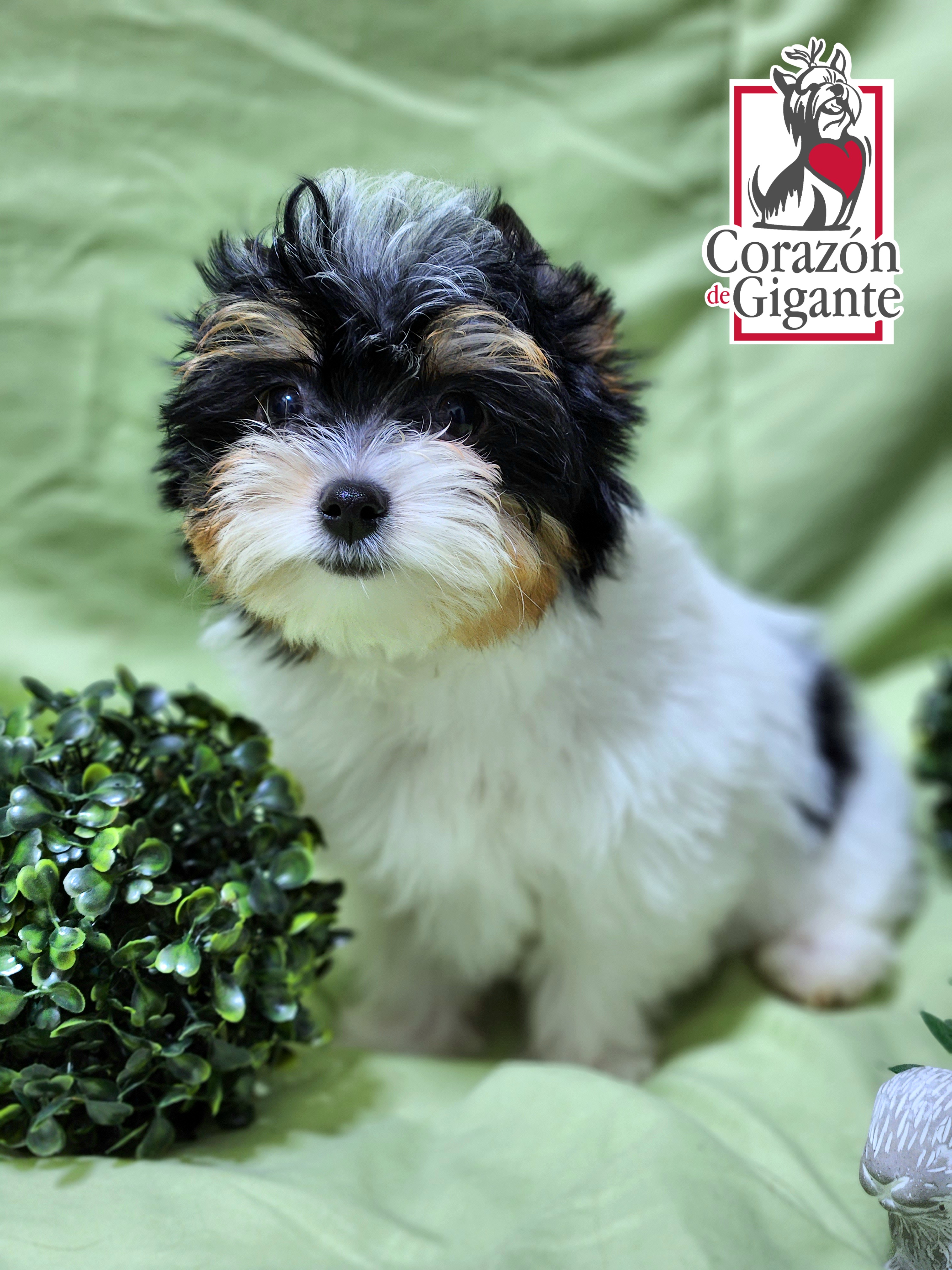 Biewer Terrier and Yorkshire Terrier Puppies from Corazón de gigante
