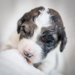 Cupcake - Merle female Goldendoodle puppy in Wake Forest, North Carolina from Wake Forest Darling Doodles