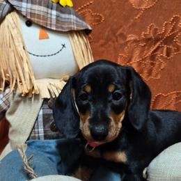 Jazzie - Black and tan female Dachshund puppy in Blair, Oklahoma from North Fork Doxies-Okla