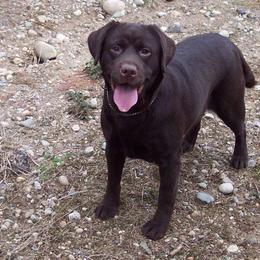 Frango - Labrador Retriever