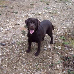 Frango - Labrador Retriever
