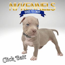 Boy 4 - American Bully puppy in Ocean City, Maryland from NV Kennels