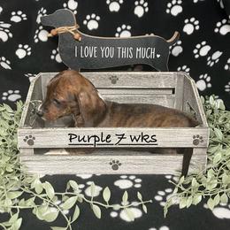 Purple - Piebald female Dachshund puppy in Saint Albans, Maine from Australian Cattle Cuties and littles