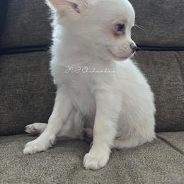 Apollo - White male Chihuahua puppy in El Paso, Texas from JVJ Chihuahua