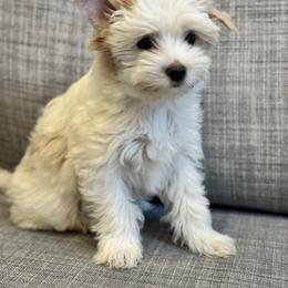 Biewer Terrier Puppies from Olena Niemchynova