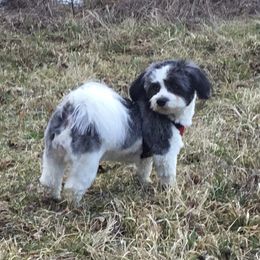 Petra - Havanese
