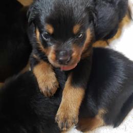 Boy3 - Black and mahogany male Rottweiler puppy in Bartonsville, Pennsylvania from Karol's Rottweilers
