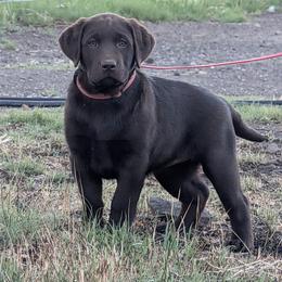 Girl 1 - Chocolate female Labrador Retriever puppy in Princeton, Oregon from Learning With Dogs