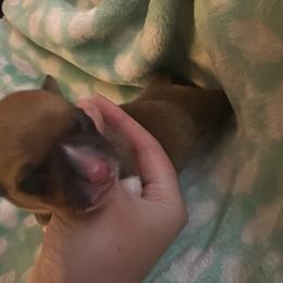 Pickles - Sable male Pembroke Welsh Corgi puppy in San Antonio, Texas from Moonrise