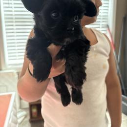 Yorkshire Terrier Puppies from Dream Yorkies