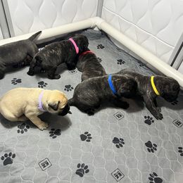Bullmastiff Puppies from Fernandes’ Guardians Bullmastiff