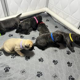 Bullmastiff Puppies from Fernandes’ Guardians Bullmastiff