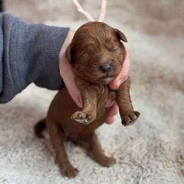Tilly - Red  female Goldendoodle puppy in Wharton, Texas from Little Fur Friends