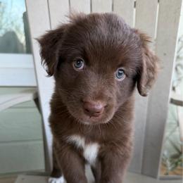 Carrie - Red & white female Australian Shepherd puppy in Temecula, California from Boulder & Branch Aussie Ranch