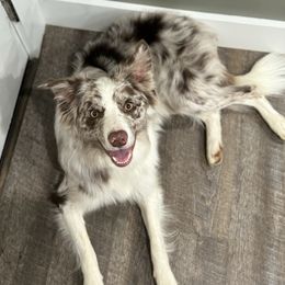 Rhys - Border Collie
