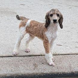 Hades - Sable male Poodle puppy in Magnolia, Texas from Celestial Jewels Poodles