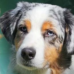 Poppins - Australian Shepherd