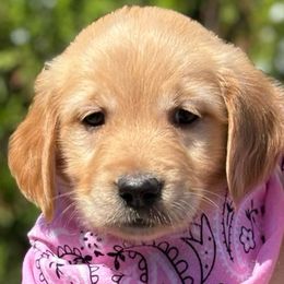 Sprinkle - Golden Retriever puppy from Frankly Golden