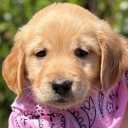 Sprinkle - Golden Retriever puppy from Frankly Golden