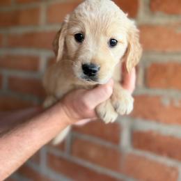 Lola - Golden female Golden Retriever puppy in Mc Neal, Arizona from K&N Golden Retriever Companion