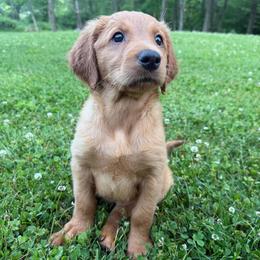 Gray Collar - Dark golden female Golden Retriever puppy in Turtlepoint, Pennsylvania from Allegheny River Retrievers