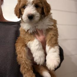 Hot Pink (Myrtle) - Yellow and white female Bernedoodle puppy in Moulton, Alabama from Triple W Doodles