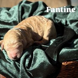 Fantine - Apricot female Poodle puppy in Brooksville, Florida from Ariella Standard Poodles & Chinese Cresteds