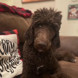 Porter - Poodle