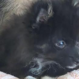 Peter Pan 760 960-2619 - Black and tan parti male Pomeranian puppy in El Centro, California from BabyBooPoms