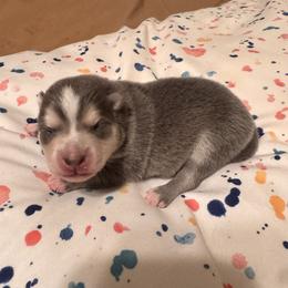 Chanel - Blue female Pomsky puppy in Bucyrus, Missouri from Hill Top Pomskies