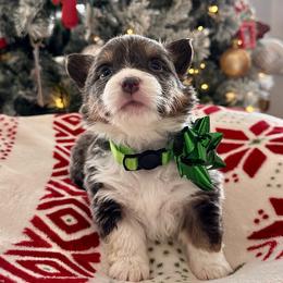 Nutmeg - Blue female Pembroke Welsh Corgi puppy in Norman, Oklahoma from Charm Farm Corgis