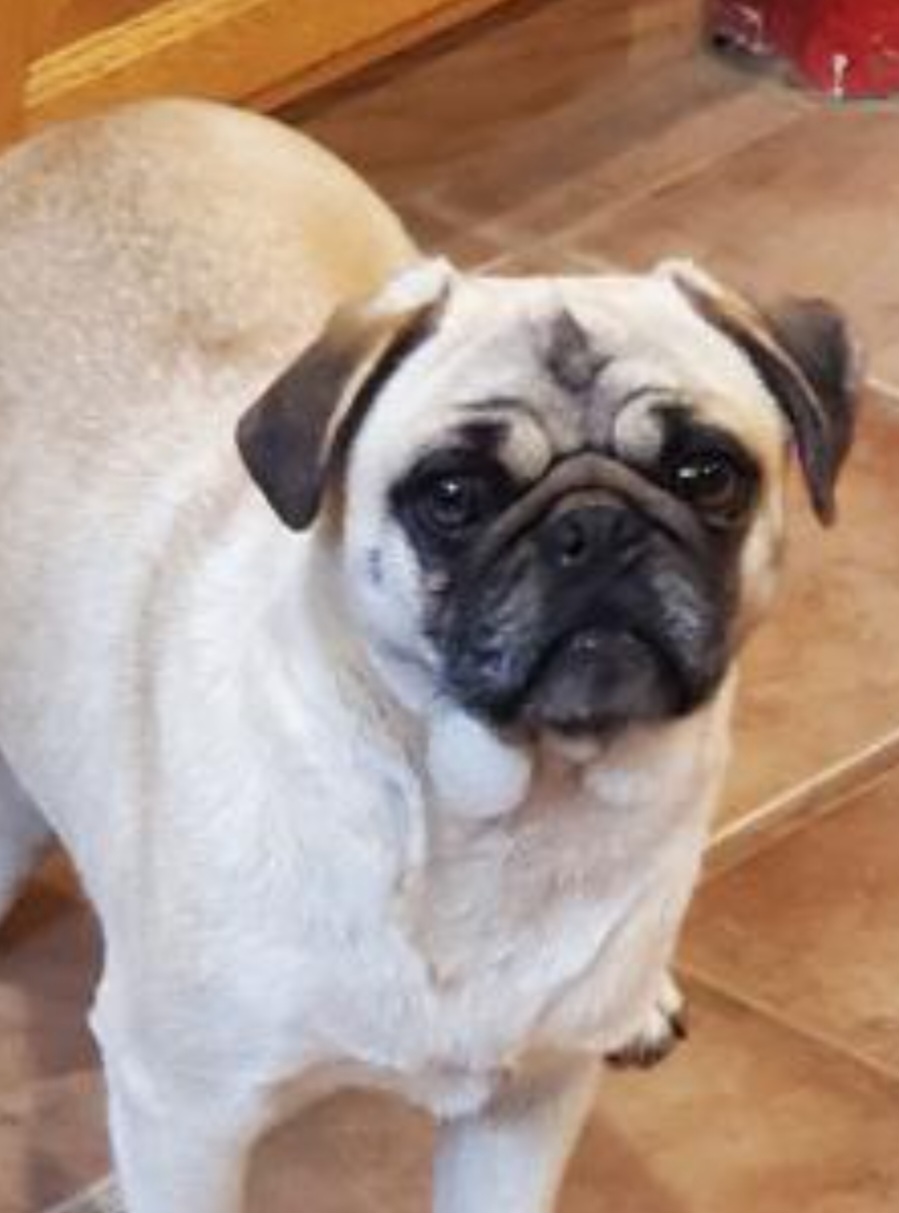 BEA - Pug