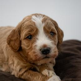 Sage Orange - Red  male Goldendoodle puppy in Lafayette, Alabama from Sweethaven Kennels