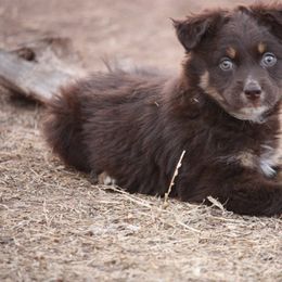 Australian Shepherd Puppies from Rockin Rafter L Aussies