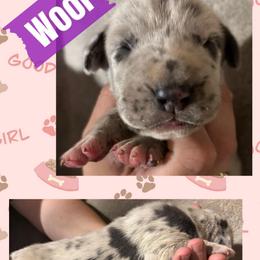 Wool - Merle female Great Dane puppy in Wellsville, New York from Prophecy Danes