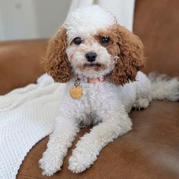 Cavapoos from rose zimmerman