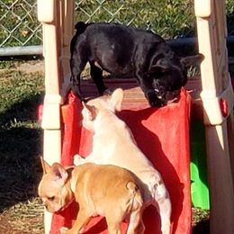 English Bulldog and French Bulldog Puppies from Clever Bulldogs